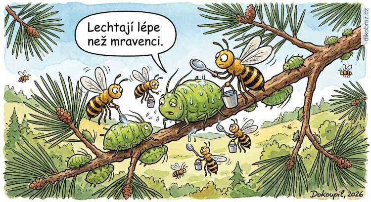 Dokoupil Martin vtipy č. - 