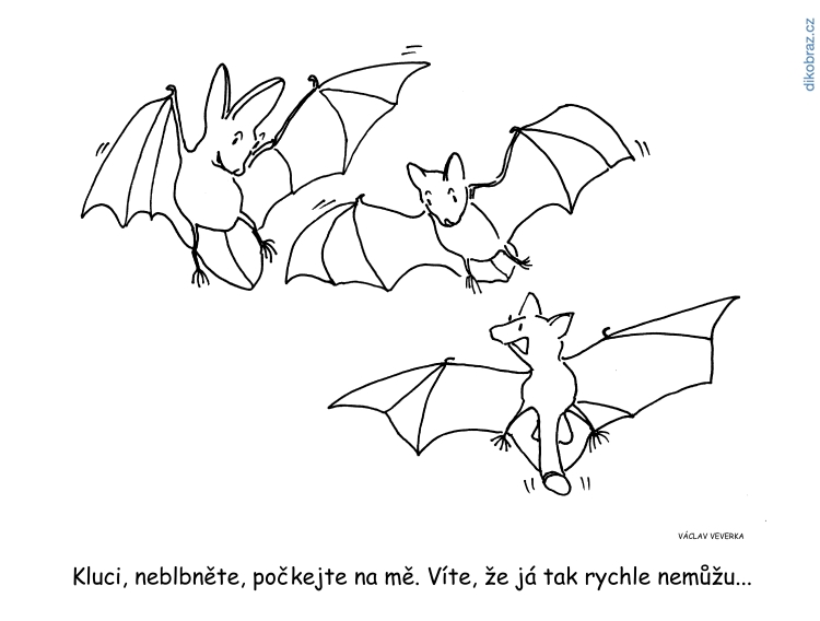 Václav Veverka vtipy č.10286 - 