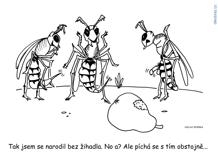 Václav Veverka vtipy č.7370 - 